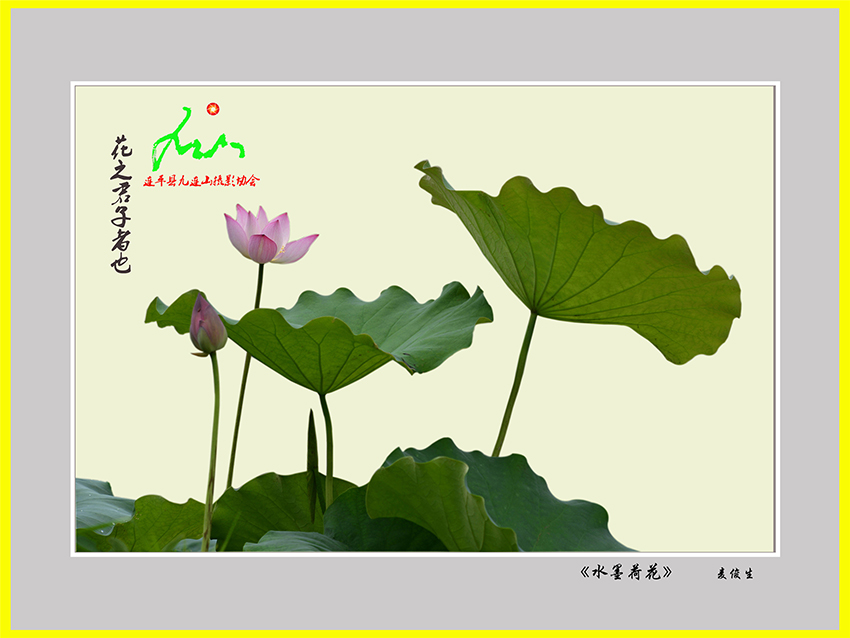 《水墨荷花》黄俊生
